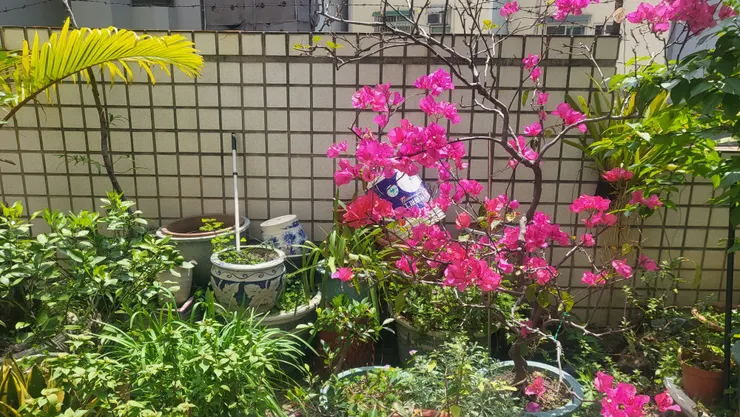台中住家〔恩寵一生社區〕的九重葛(李建崑攝影)