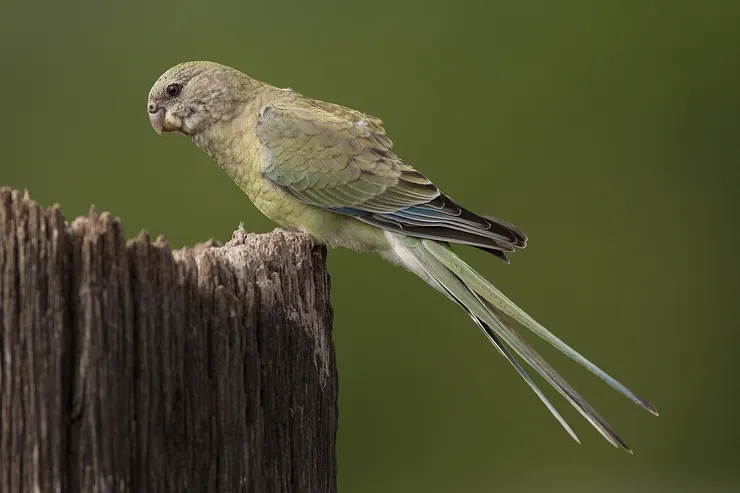 紅腰鸚鵡雌鳥，攝於澳洲新南威爾斯州