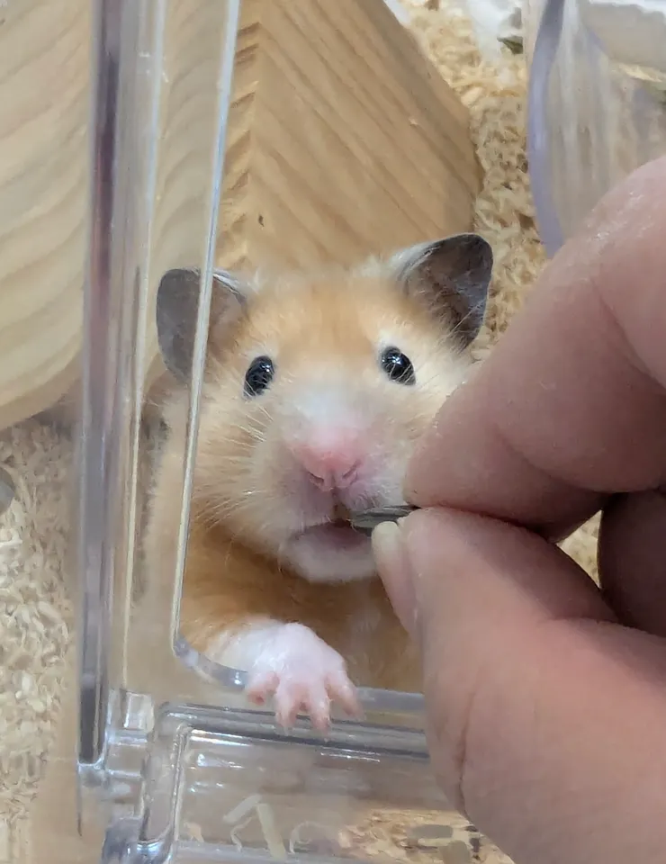 小腦袋開機中...（聞一下，真香）