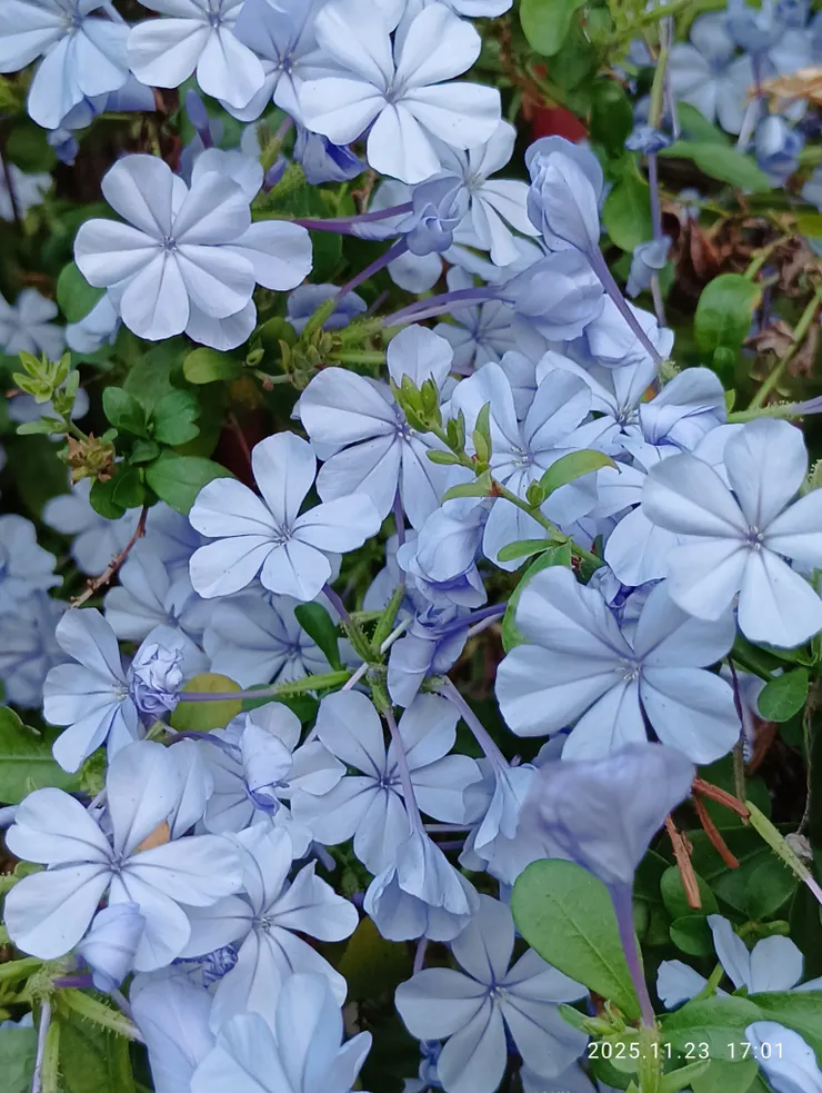 四時佳景自言説，藍雪花