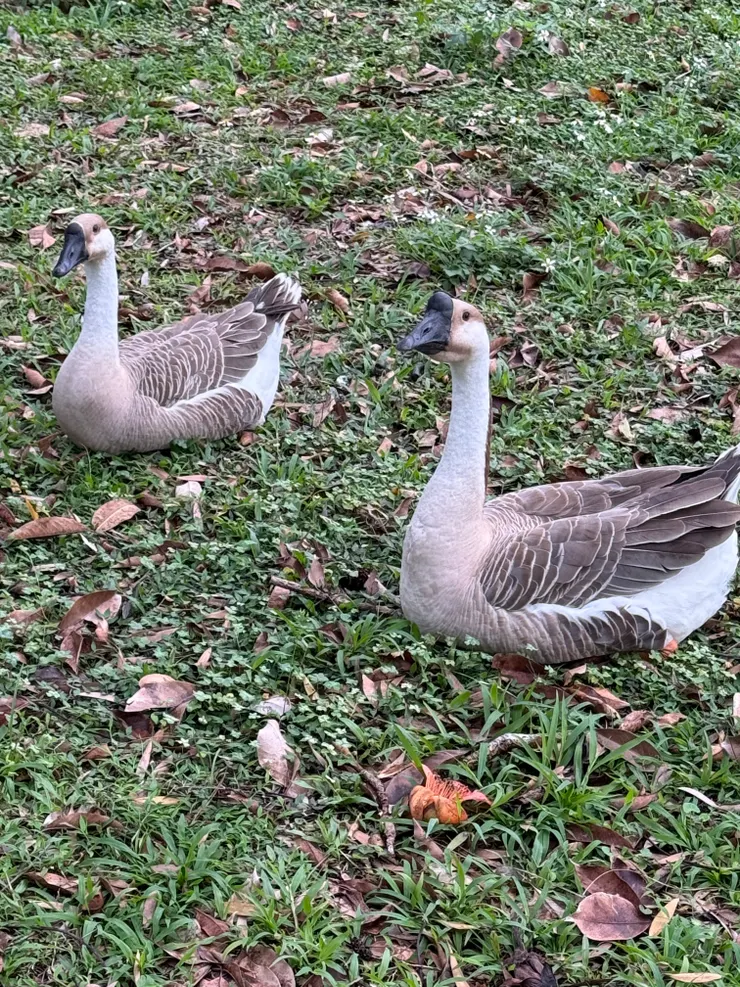 2026/04/01 鵝蹲著