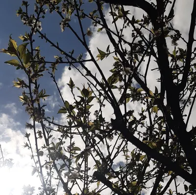 狐焉不詳｜痞客幫