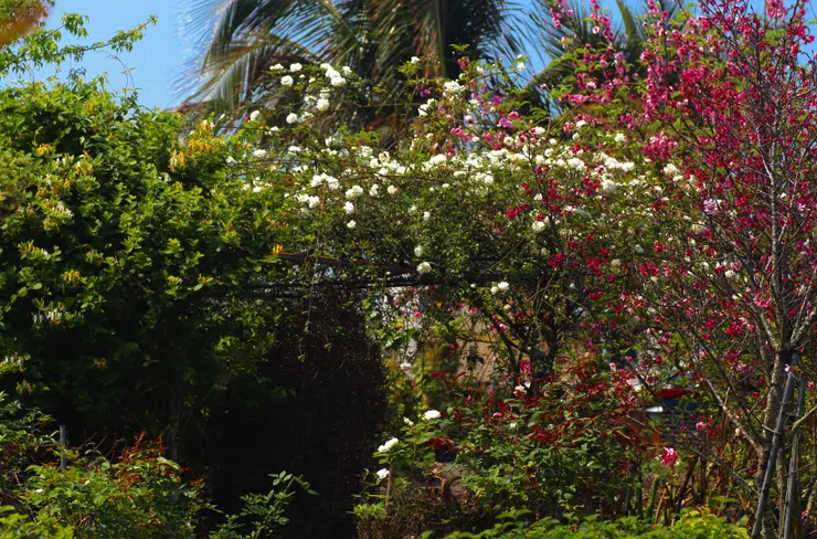 多少年來，不識荼蘼的我們，把祂跟一些紅艷討喜的桃花、櫻花種在一起，祂那一襲素淨清雅的靚粧，也不知被我們冷落了多少年。