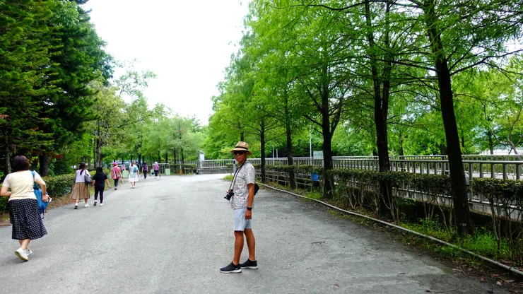 水圳旁落羽松步道