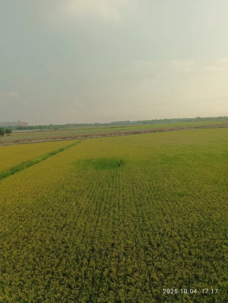 秋風原上稻穗黃，二期稻作