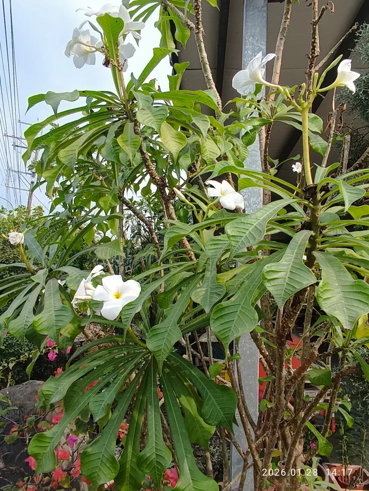 劍葉緬梔，生平首見