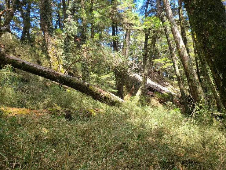 跟到後面偏掉,路開始倒木橫生、密箭竹,但不至於寸步難行