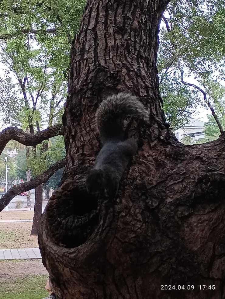 樟樹上的松鼠，自拍攝於屏東總圖旁