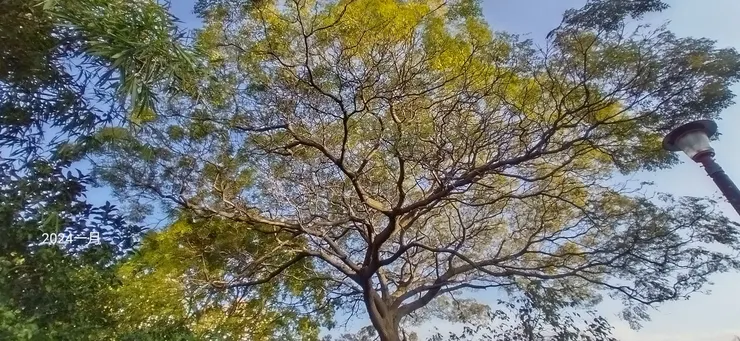 色彩迷人的苦楝樹