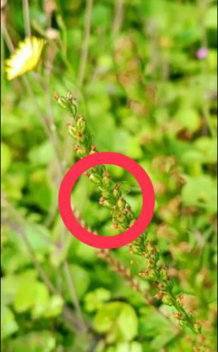 車前草超不引人注意的小小花兒