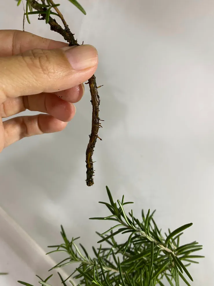  這就是「不定根」