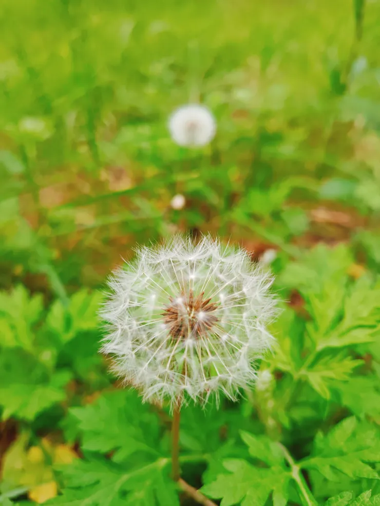 沙洲上的蒲公英