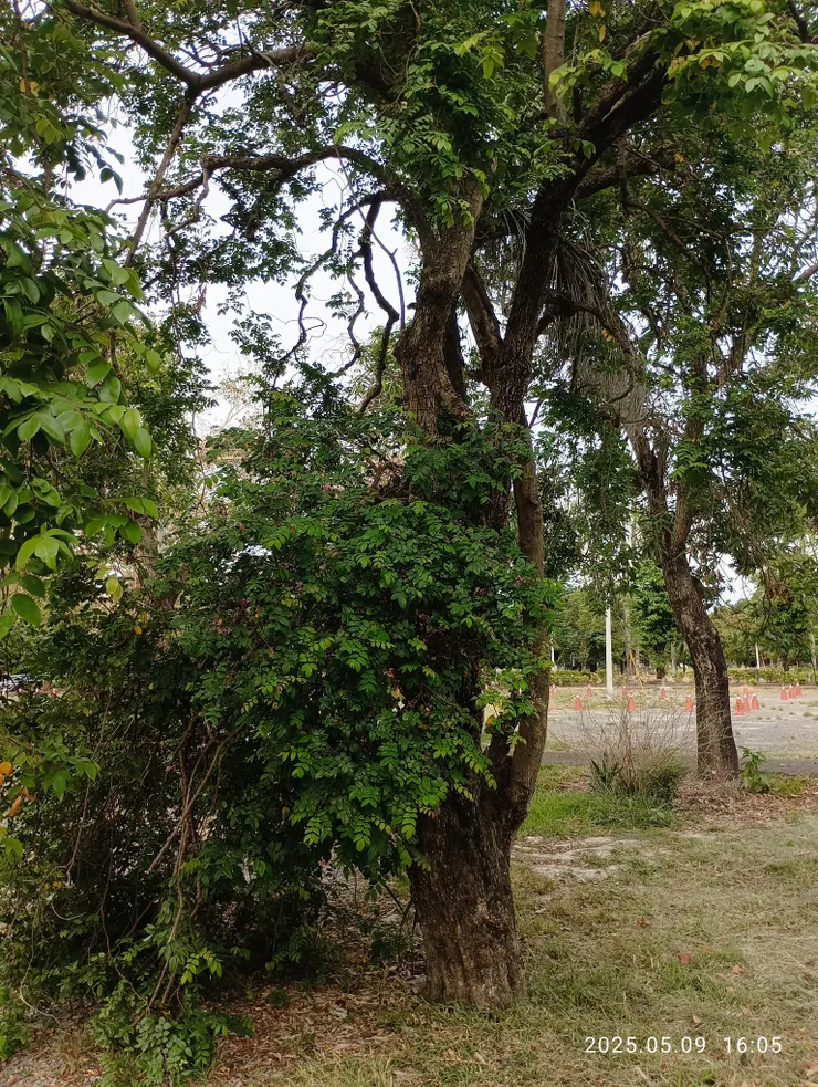 原生種的楊桃樹，自拍攝