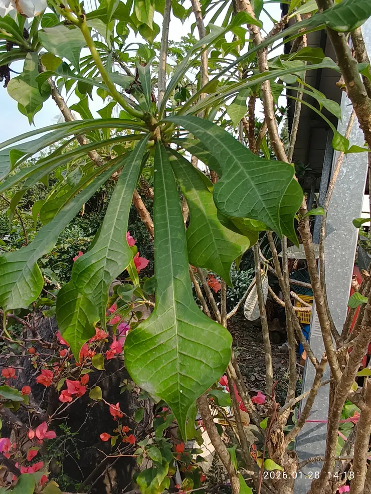 每片葉真也像把“劍”！