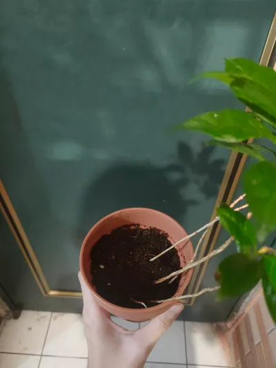 幫植物換盆：學習信任的路上，跌倒也是長大的一部分