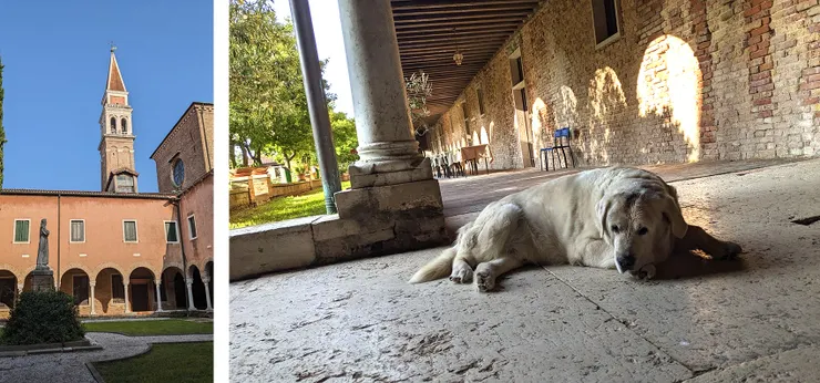 迴廊守護犬？牠在這裡修行嗎？