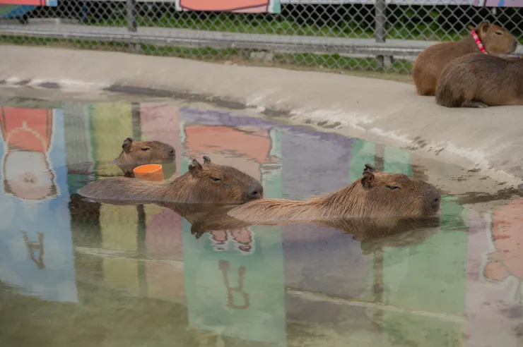 星夢森林劇場水豚