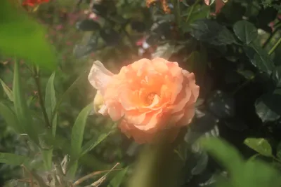 cookie islands_Instagram