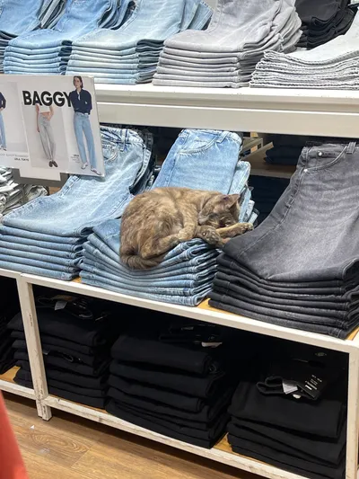 土耳其貓貓愛店