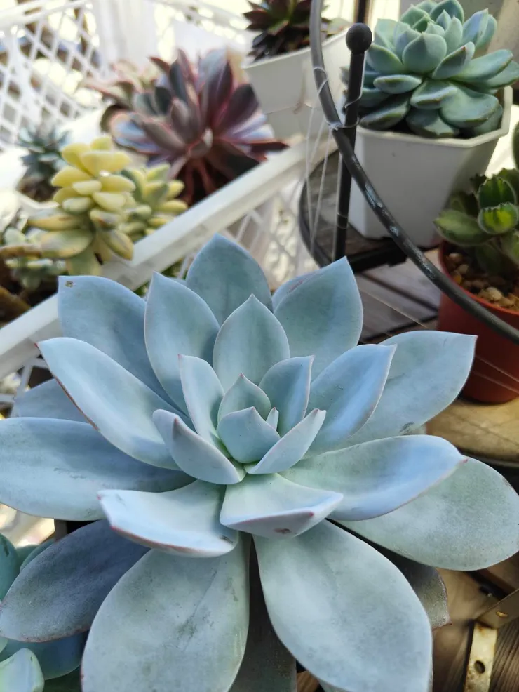 白色戀人夏天的顏值很撐 - 拍攝於2025/06/22