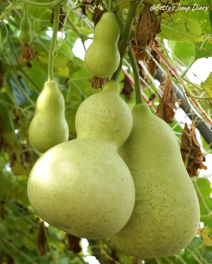 ▲2024桃園蓮花季/圖片來源:Betty's Jump Diary