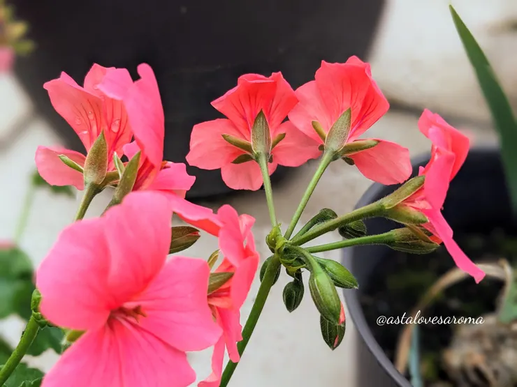 綻放中直挺的花莖與含苞待放時低著頭的花莖