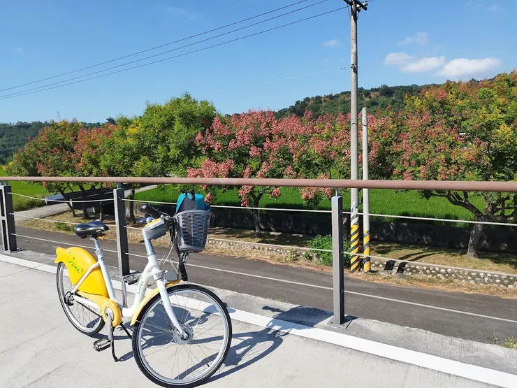 生態上只有新種的台灣欒樹 初秋轉紅 另原先道路種植的苦楝樹 是休息納涼處 河童拍攝/2023年