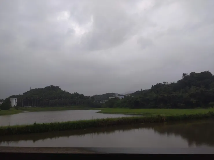 賞鳥平台上看東新陂2