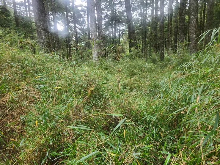 一片箭竹海。第一條路條後，箭竹特性比較沒那麼密、沒那麼高(不會密不透風)，但還是有一定高度。然後落差坑洞很多，要小心，一定要仔細撥開