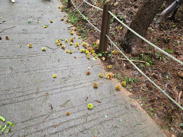 一堆野生的栗子