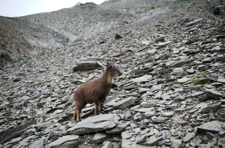南湖碎石坡上的台灣野山羊