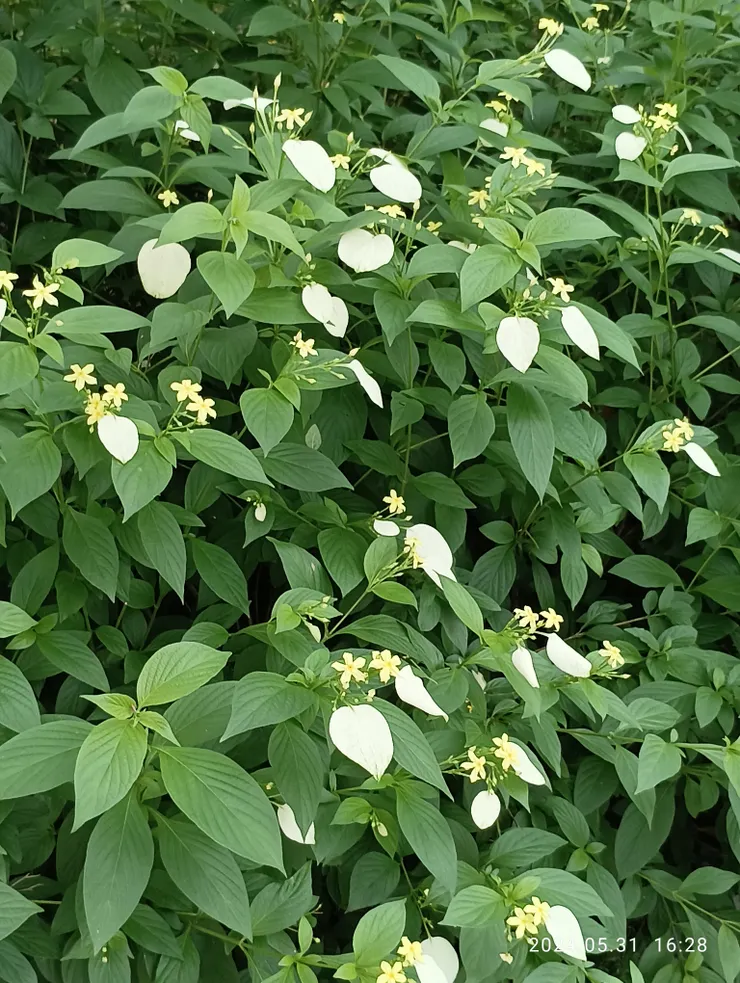 玉葉金花，自拍攝