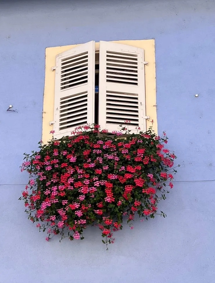 窗戶多了花，瞬間變得美麗