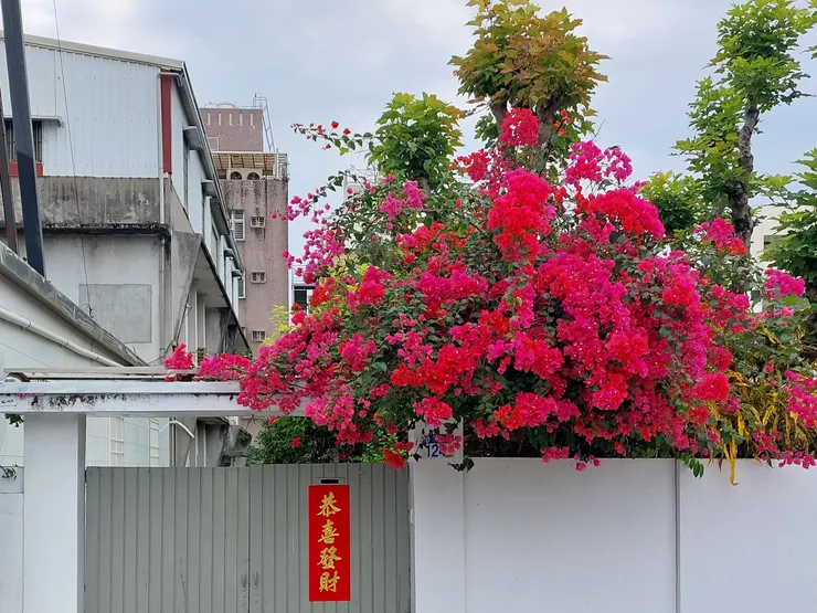 九重葛 / 資料來源：我自己