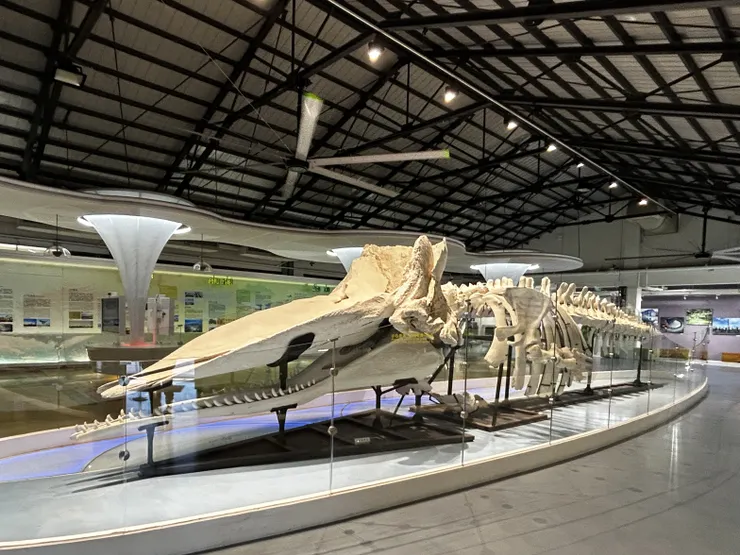 抹香鯨骨骼標本