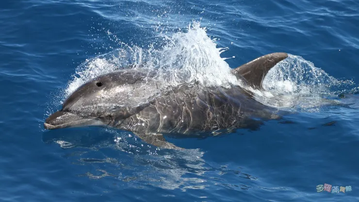 多羅滿賞鯨_文化幣