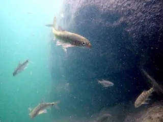 仙女瀑布的溪谷狹長，日照少，水溫低