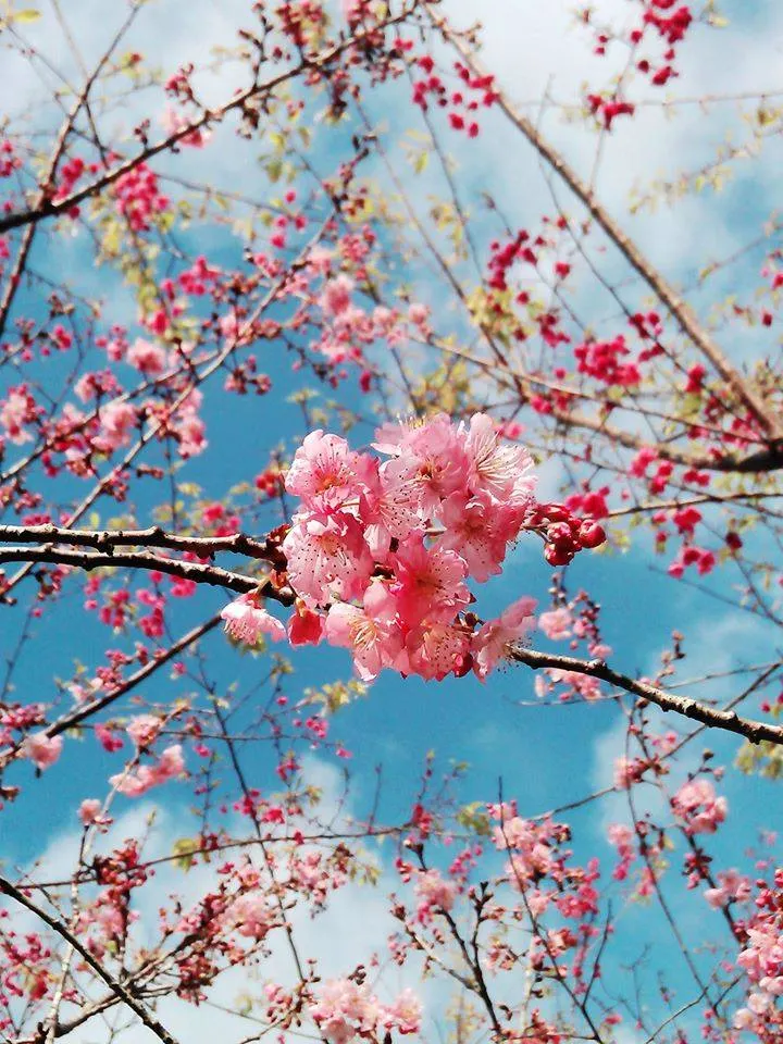 觀落櫻｜棲蘭山｜康仕楷拍攝