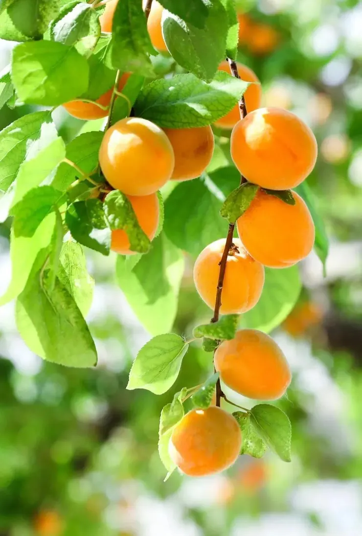 杏樹果子