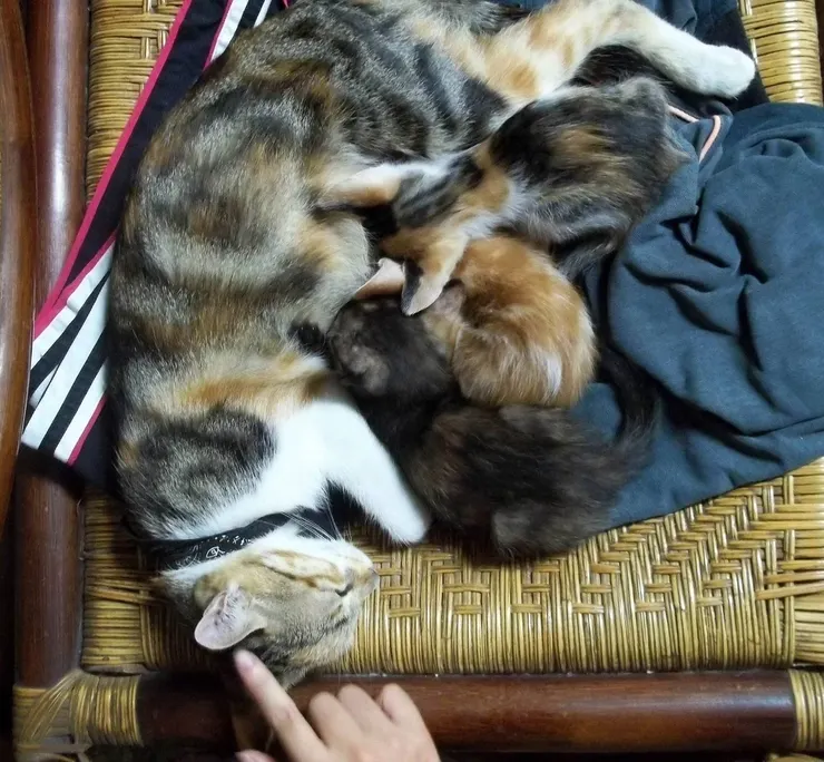 睡翻的貓,最天使~