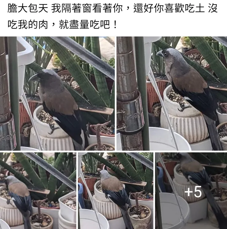 🐦與媽媽的療癒花園