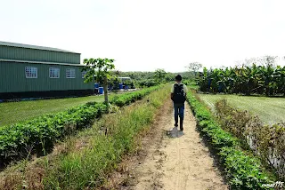往東山方向拍攝,鐵路在左側草叢中(7382)