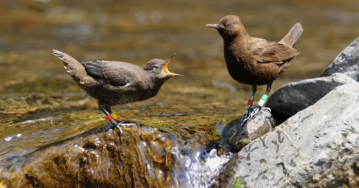 圖文不符 XDDD (圖片引自連結內容)