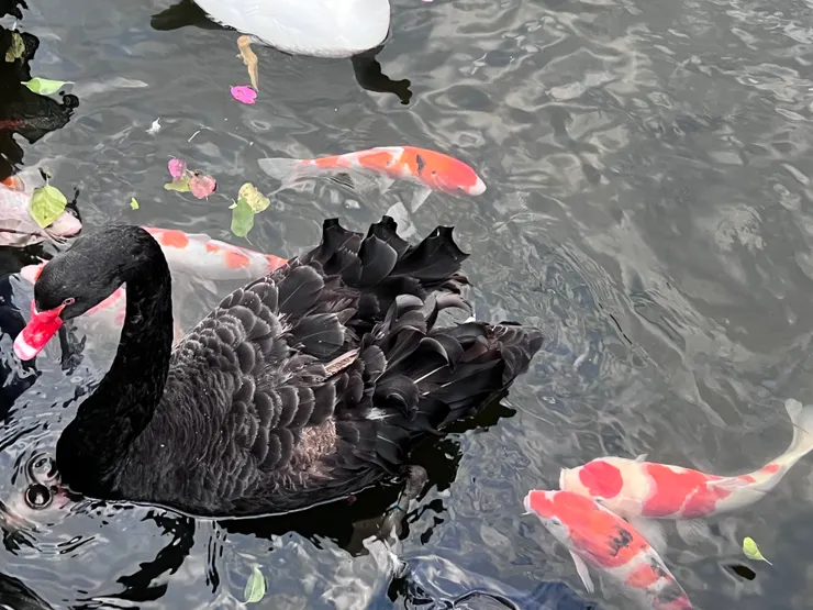 不得不提，還有想從步道偷咬腳的黑天鵝