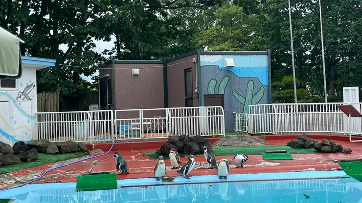 釧路動物園內，企鵝們生活在一個仿岩岸造景的水池區，可以觀察牠們潛入水中游泳的模樣