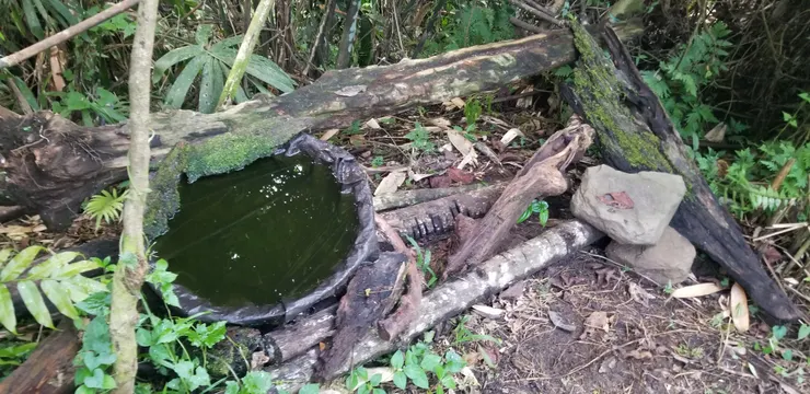 當地人會把少量蟲子放到木上