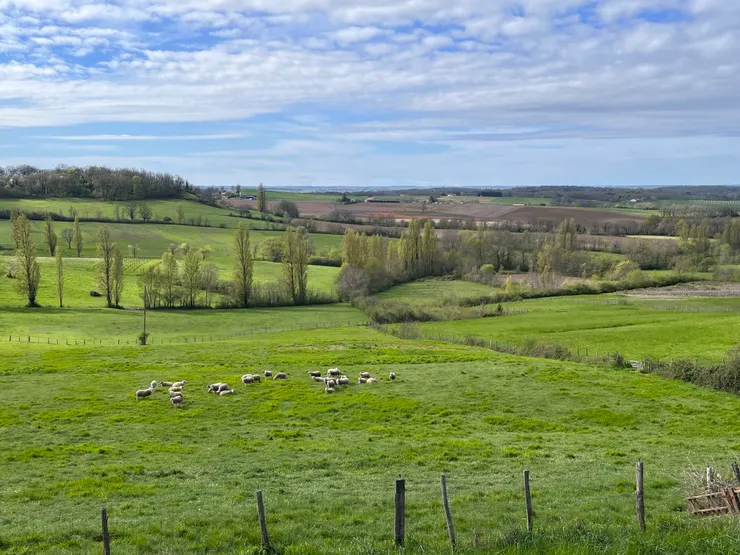 山巒近處的羊群。