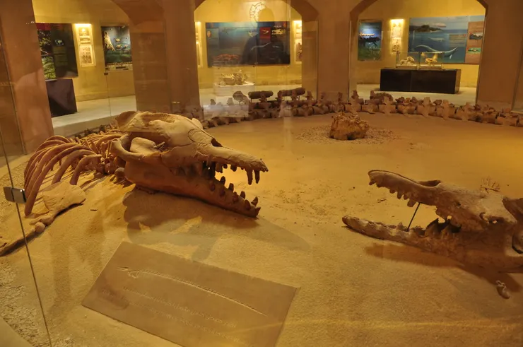 博物館內展示的化石