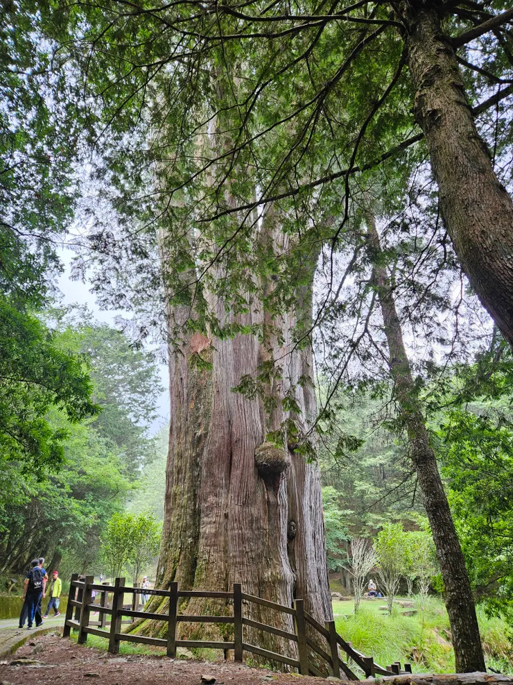 雪山神木,樹齡1400歲有餘,樹高50公尺,樹圍13公尺,高聳挺拔,樹幹穩重雄偉,是國內排名第11名的神木,看起來長得很強壯,要繼續長命千歲哦!