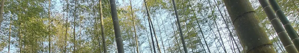 粉紅色蝴蝶結的沙龍